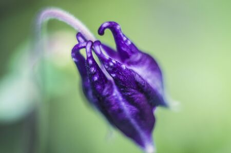 Macrophoto Aquilege on a blurry green background. A photo of plants.の写真素材