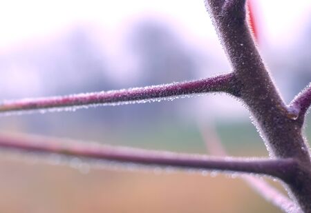Water drops on tree branch in the rainy twilight. Bokeh background. Natural outdoor concept. Macro.の写真素材