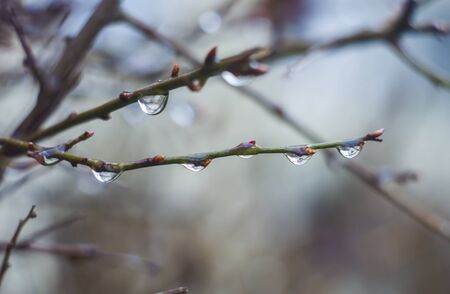 Water drops on tree branch in the rainy twilight. Bokeh background. Natural outdoor concept. Macro.の写真素材