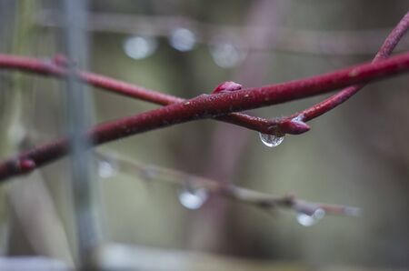 Water drops on tree branch in the rainy twilight. Bokeh background. Natural outdoor concept. Macro.の写真素材