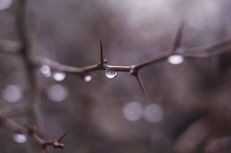 Water drops on tree branch in the rainy twilight. Bokeh background. Natural outdoor concept. Macro.の写真素材
