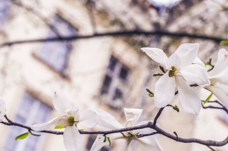 White Magnolia on a blurred background. Spring photo.の写真素材