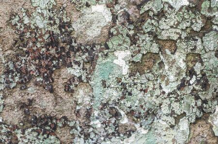 Abstract colorful cement wall texture. Grunge background. Old wall background for design.の写真素材