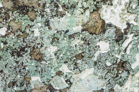 Abstract colorful cement wall texture. Grunge background. Old wall background for design.の写真素材