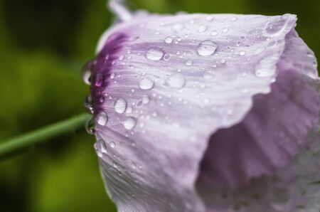 Garden poppy pink-purple with dew. Flower photos.の写真素材