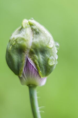 Garden poppy pink-purple with dew. Flower photos.の写真素材