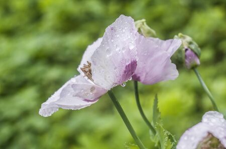 Garden poppy pink-purple with dew. Flower photos.の写真素材