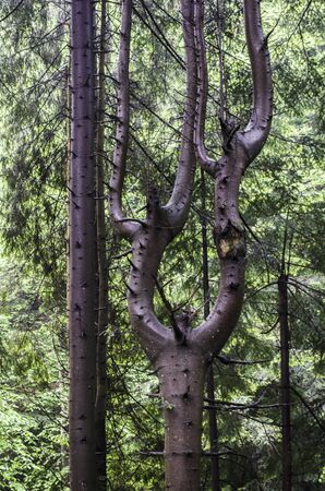 Forest landscape with trees. Sunlight in the green forest. Nature green wood backgrounds.の写真素材