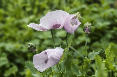Garden poppy pink-purple with dew. Flower photos.の写真素材