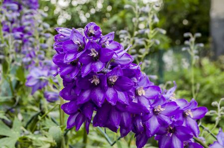 Delphinium fillet flower in a roaring photo of the garden. Floral photo.の写真素材