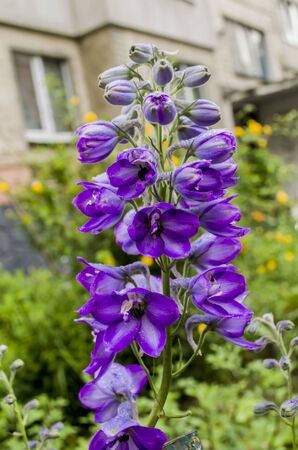 Delphinium fillet flower in a roaring photo of the garden. Floral photo.の写真素材