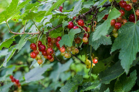 Pink red currant berries on the bush on a natural background. Garden photo. Healthy food.の写真素材