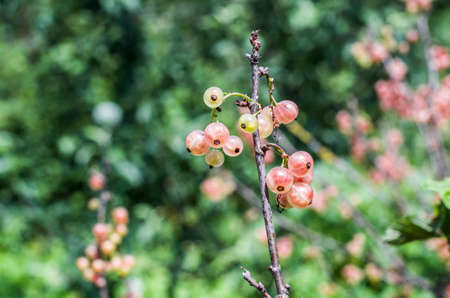 Pink red currant berries on the bush on a natural background. Garden photo. Healthy food.