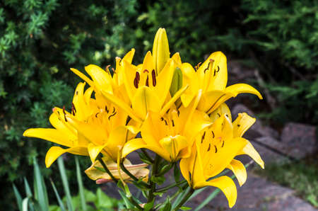Yellow lily on a green background. Garden flower photo.の写真素材