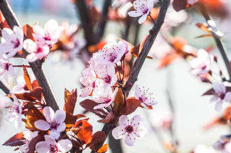 Beautiful flowers on a tree branch. Spring Background. Blossom tree. Spring flowering.の写真素材