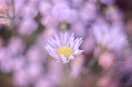 Beautiful flowers on a summer meadow. Close up.