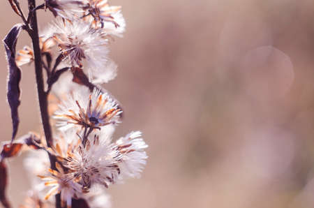 Rustic background with place for text. Photo of dried flowers.の写真素材