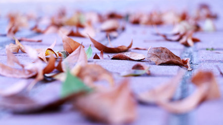 Fallen leavesの写真素材
