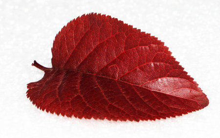 Red Leafの写真素材