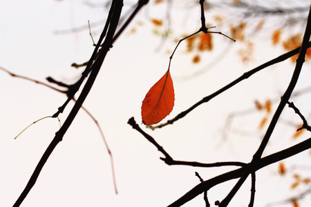 autumn leavesの写真素材