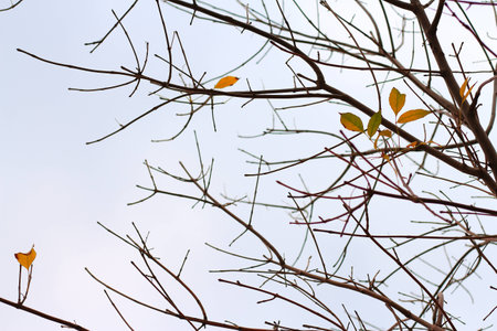 autumn leavesの写真素材