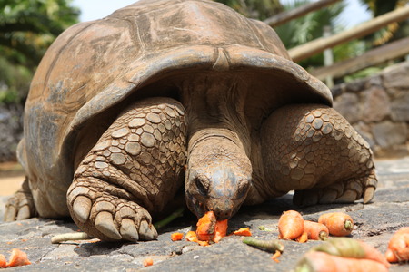 Tortoise eating a carrotの写真素材