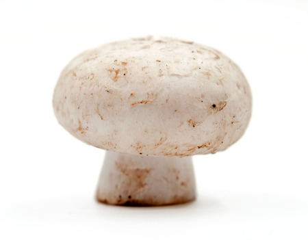 Shiitake mushroom on the White backgroundの写真素材