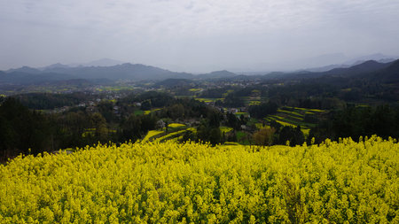 Spring flowers