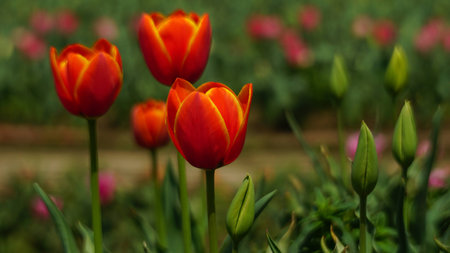 Spring flowersの写真素材