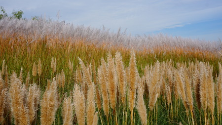 mature reed