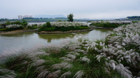 mature reedのeditorial素材