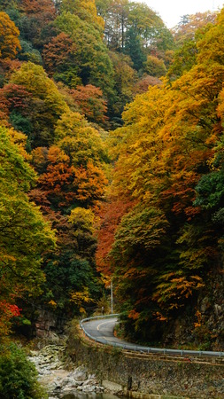 Red leaves at autumnの写真素材
