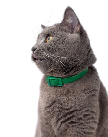 Pretty fluffy blue gray british cat isolated on the white. Good choice for advertising.の写真素材