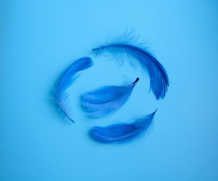 Blue elegant feather on blue background