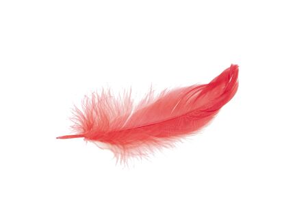 Elegant red feather isolated on the whiteの写真素材