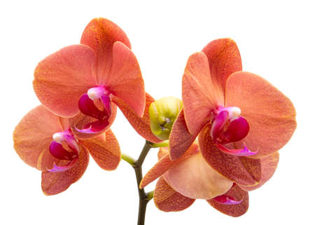 Orange phalaenopsis or exotic orchid flower isolated on the whiteの写真素材
