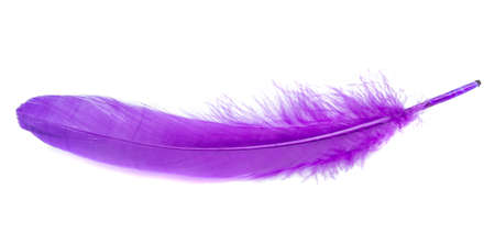 Fluffy bird feather violet color in studio isolated on the whiteの写真素材