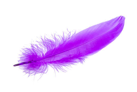 Fluffy bird feather violet color in studio isolated on the whiteの写真素材