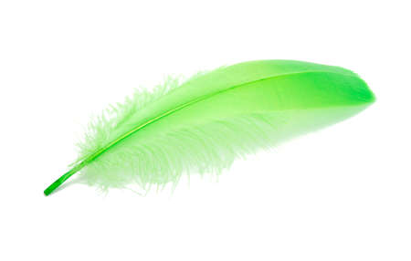 Fluffy bird feather green color in studio isolated on the whiteの写真素材