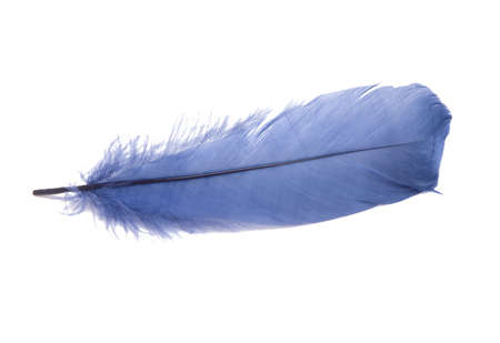 Fluffy bird feather decorative style in studio isolated on the whiteの写真素材