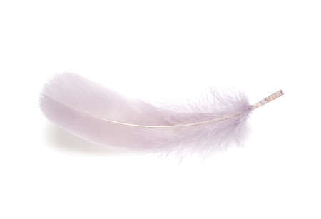 Fluffy bird feather decorative style in studio isolated on the whiteの写真素材