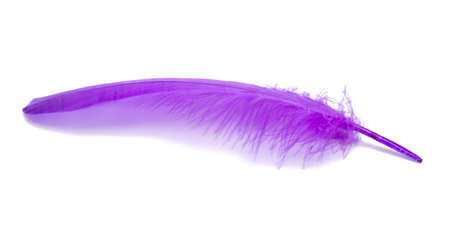 Fluffy bird feather violet color in studio isolated on the whiteの写真素材