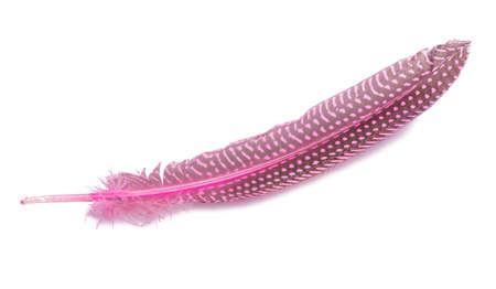 Fluffy bird feather decorative style in studio isolated on the whiteの写真素材