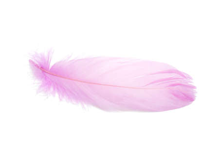 Fluffy bird feather decorative style in studio isolated on the whiteの写真素材