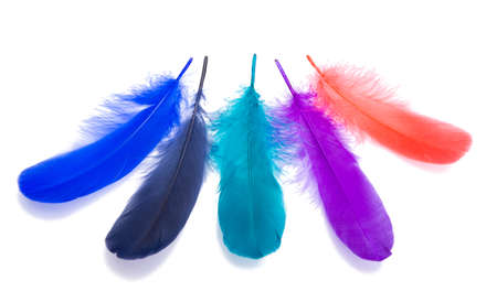 Elegant colorful bird feather isolated on the white