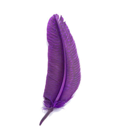 Elegant colorful bird feather isolated on the whiteの写真素材
