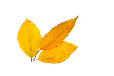 Yellow autumn leaf isolated on the whiteの写真素材