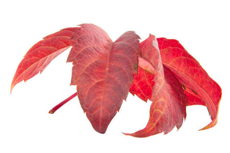 Red autumn leaf isolated on the white