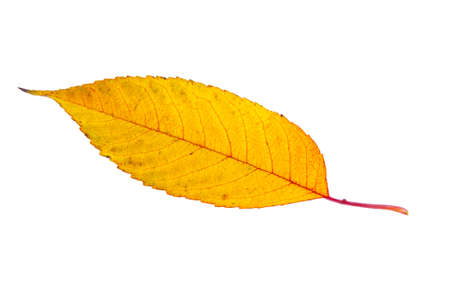 Yellow autumn leaf isolated on the whiteの写真素材