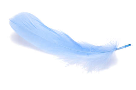 Blue fluffy feather isolated on the whiteの写真素材